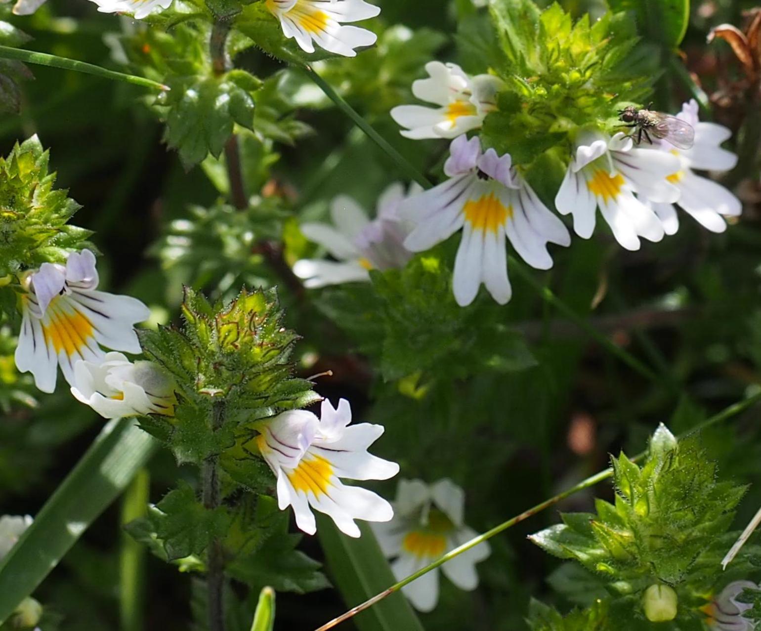Eyebright, Common (of the mountains)
